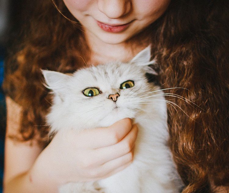 Cook meals without cook the animals planet