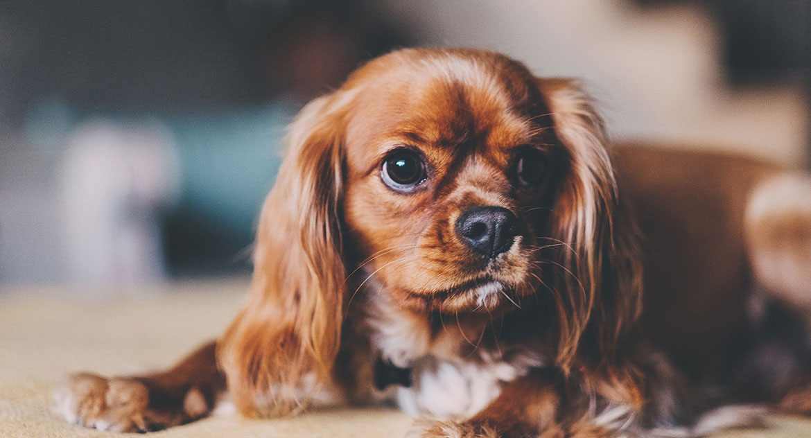 Heat stress in the grooming salon
