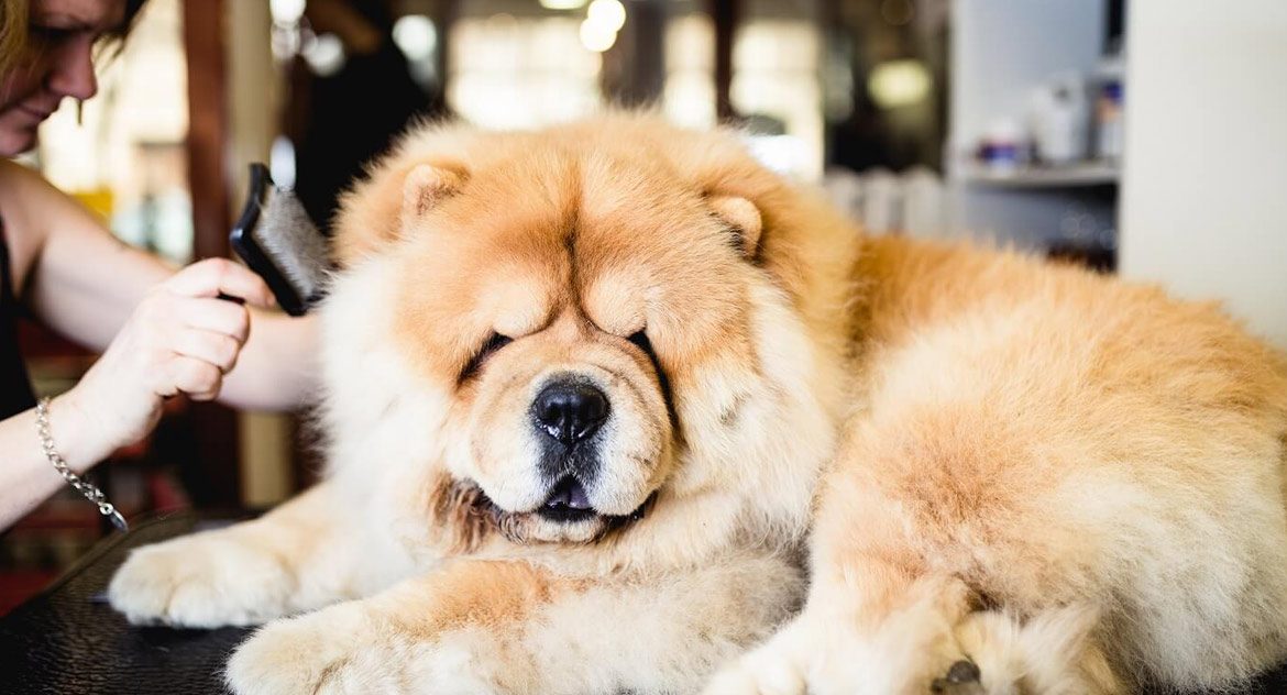 Roger pet grooming without scissoring?