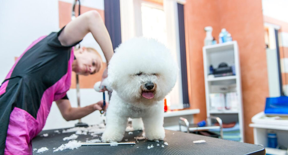 Is there anti-freeze in my pet shampoo?